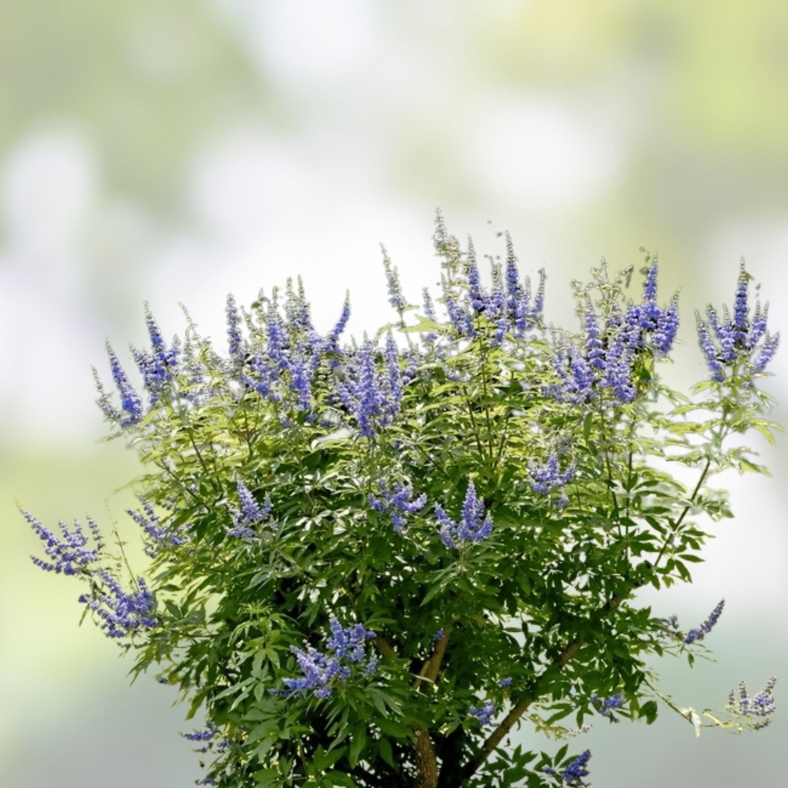 Vitex agnus-castus Chaste Tree Cuttings 12 Blue-Purple Live Plant Starter Stem Grafting