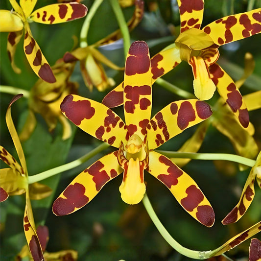 Ansellia Africana Orchid Cuttings 5-Pack Live Plant Propagation for Indoor Gardening Houseplant Starter