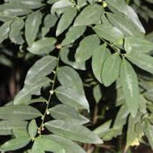 Katuk Cuttings 15 pcs Sauropus androgynus Edible Sweet Leaf Plant Starter Live Houseplant