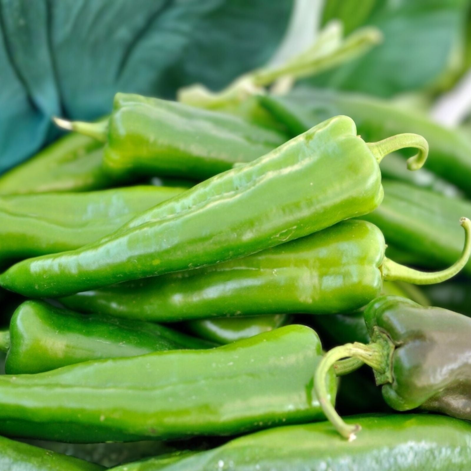 Anaheim Pepper Seeds 100 Heirloom Non-GMO Capsicum annuum Mildly Spicy Vegetable Seeds for Garden Cooking Fresh Eating
