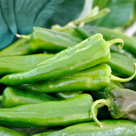 Anaheim Pepper Seeds 100 Heirloom Non-GMO Capsicum annuum Mildly Spicy Vegetable Seeds for Garden Cooking Fresh Eating