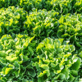 Heirloom Lettuce Seeds Broadleaf Batavian Salad Garden Starter Pack 25+ Live Plant Cutting Bare Root