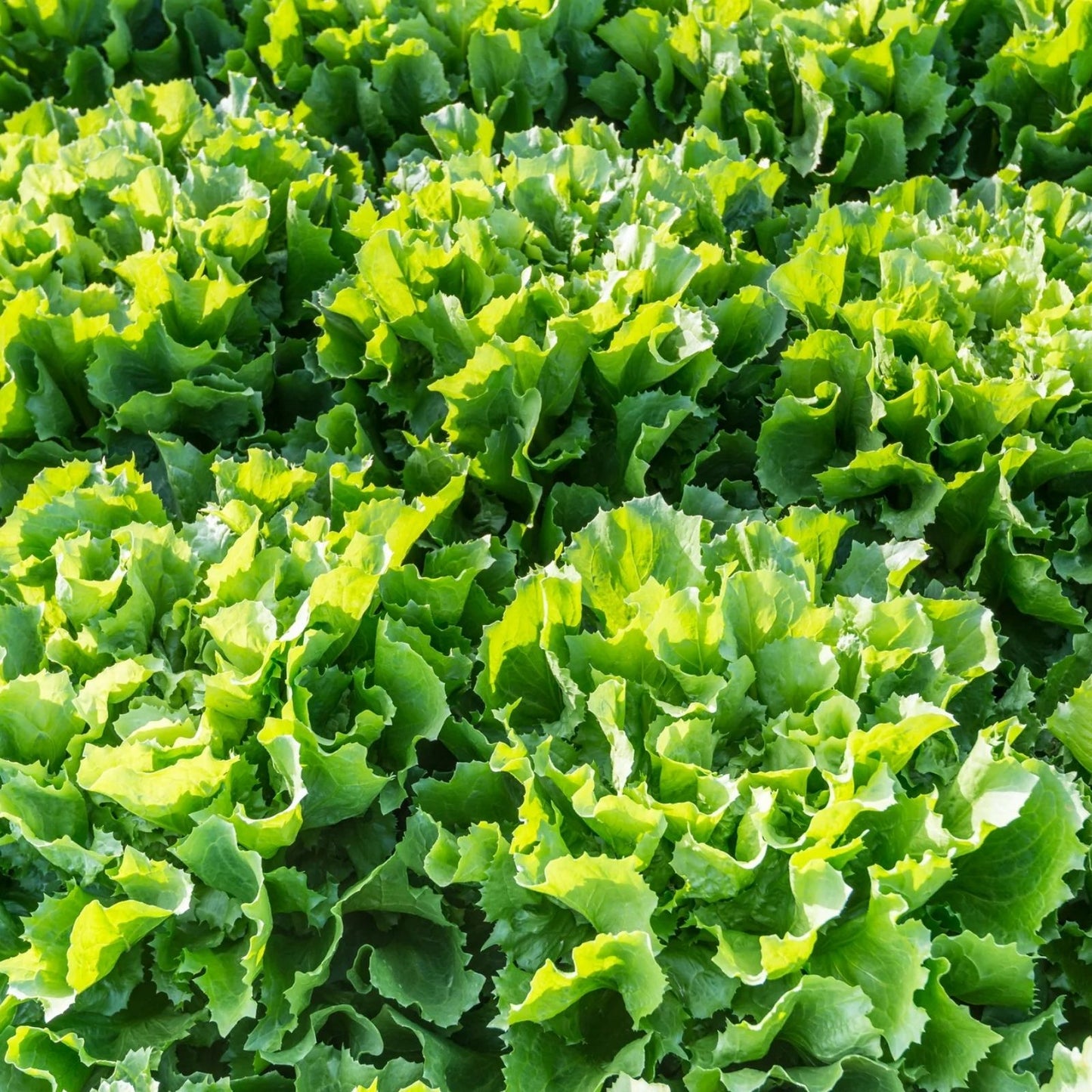 Heirloom Lettuce Seeds Broadleaf Batavian Salad Garden Starter Pack 25+ Live Plant Cutting Bare Root