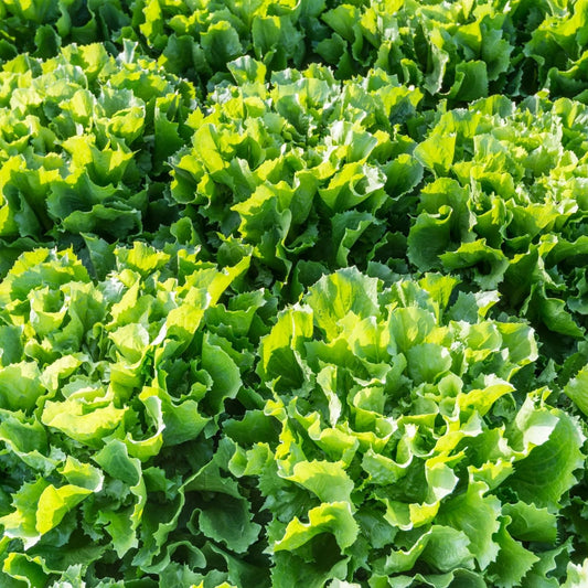 Heirloom Lettuce Seeds Broadleaf Batavian Salad Garden Starter Pack 25+ Live Plant Cutting Bare Root