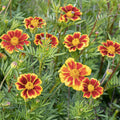 Painted Daisy Flower Seeds 100 Pack - Chrysanthemum carinatum - Garden Pollinator Flower Seeds for Bees and Butterflies