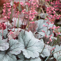Heuchera Silver Gumdrop Bare Root Perennial Plant, Silver Leaves, Pink Flowers, Zone 4-9, Live Plant, Starter Plant