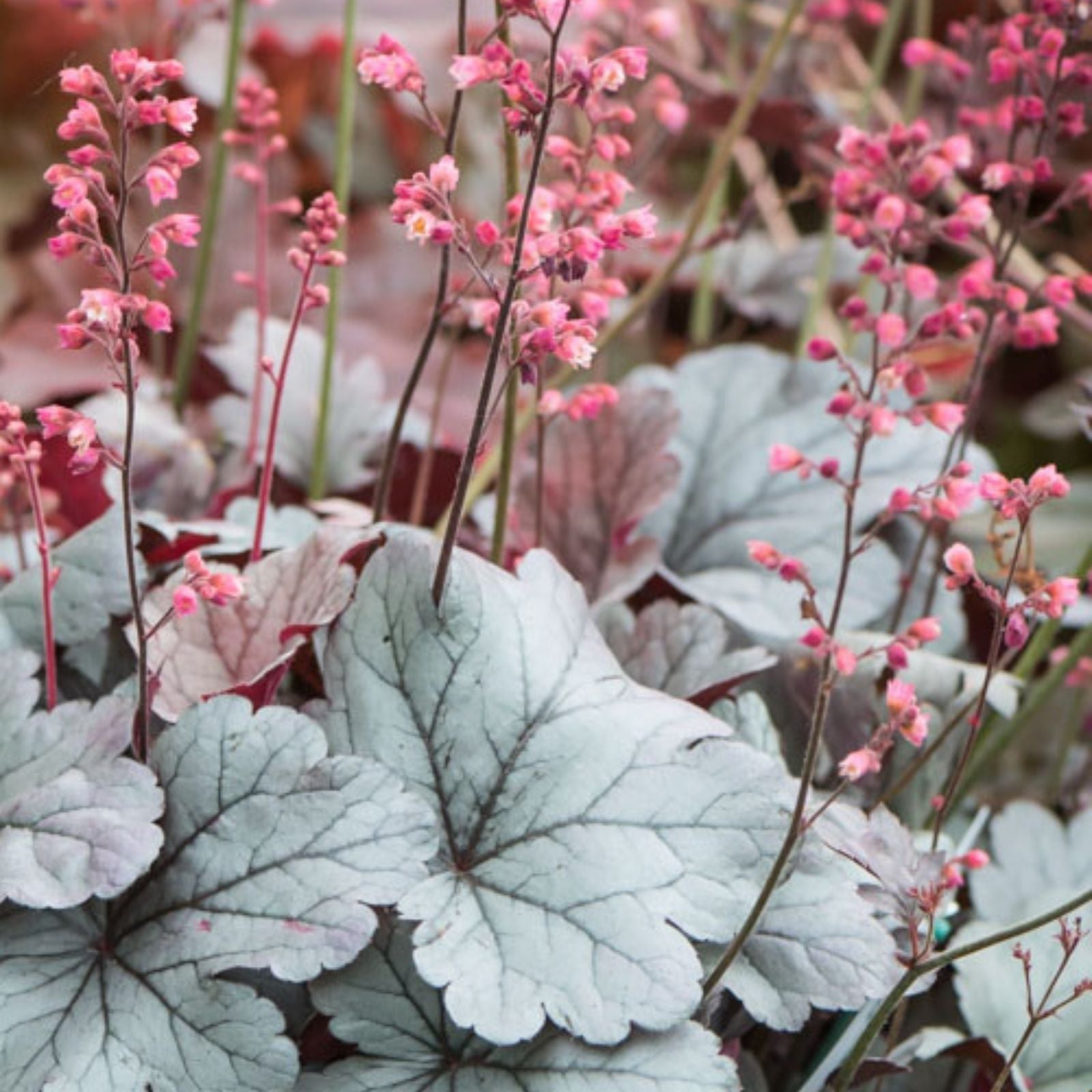 Heuchera Silver Gumdrop Bare Root Perennial Plant, Silver Leaves, Pink Flowers, Zone 4-9, Live Plant, Starter Plant