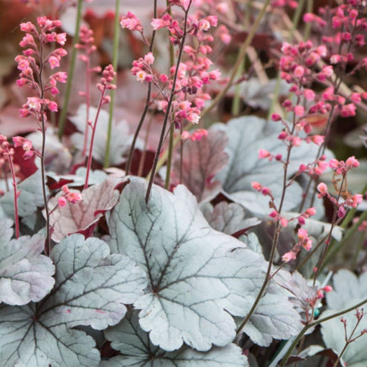 Heuchera Silver Gumdrop Bare Root Perennial Plant, Silver Leaves, Pink Flowers, Zone 4-9, Live Plant, Starter Plant