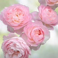 David Austin Rose Cuttings - Retired Variety for Rooting, Rosa 'David Austin' Garden Plant, Perfect for Propagation