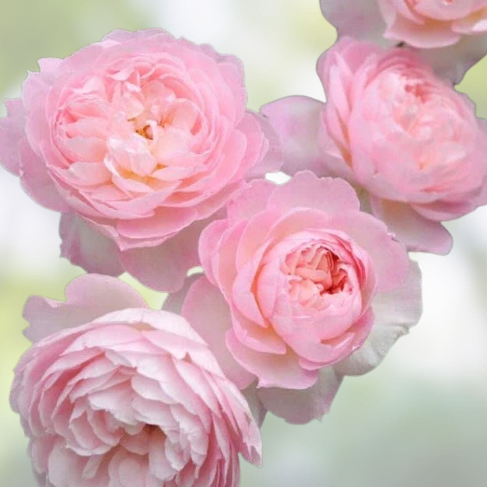 David Austin Rose Cuttings - Retired Variety for Rooting, Rosa 'David Austin' Garden Plant, Perfect for Propagation