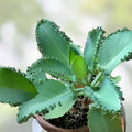 Mother of Thousands Plant with 30 Pups, Kalanchoe daigremontiana, Succulent Houseplant, Indoor Garden, Easy Care, Unique Foliage