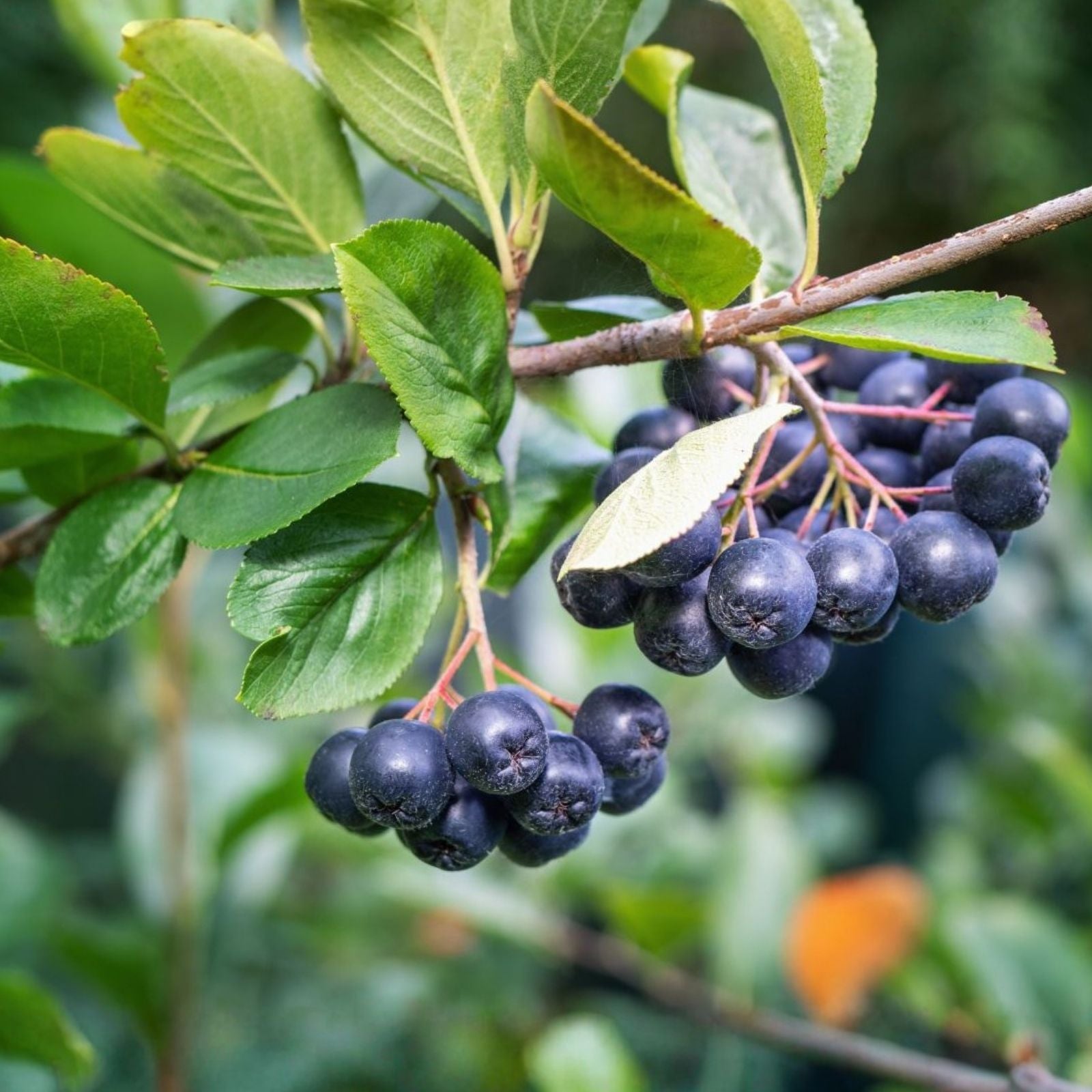 Aronia melanocarpa Black Chokeberry Live Cuttings Set of 12 Fruit-Bearing Shrub Plant Bare Root Starter