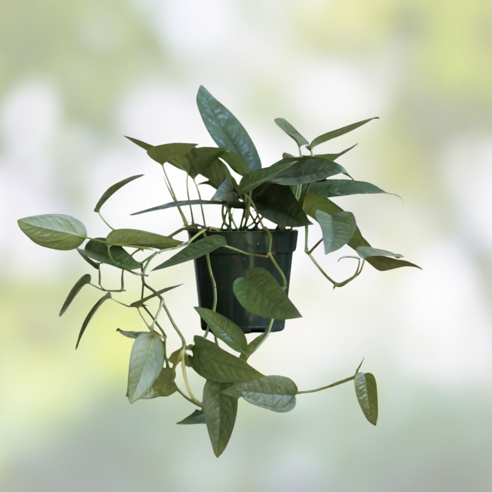 Epipremnum Cebu Blue Cuttings Pack of 5 Tropical Houseplant Propagation Live Plant Indoor Plant