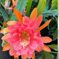 Epiphyllum American Sweetheart Cutting 8-10in Live Succulent Plant Unrooted Houseplant Starter