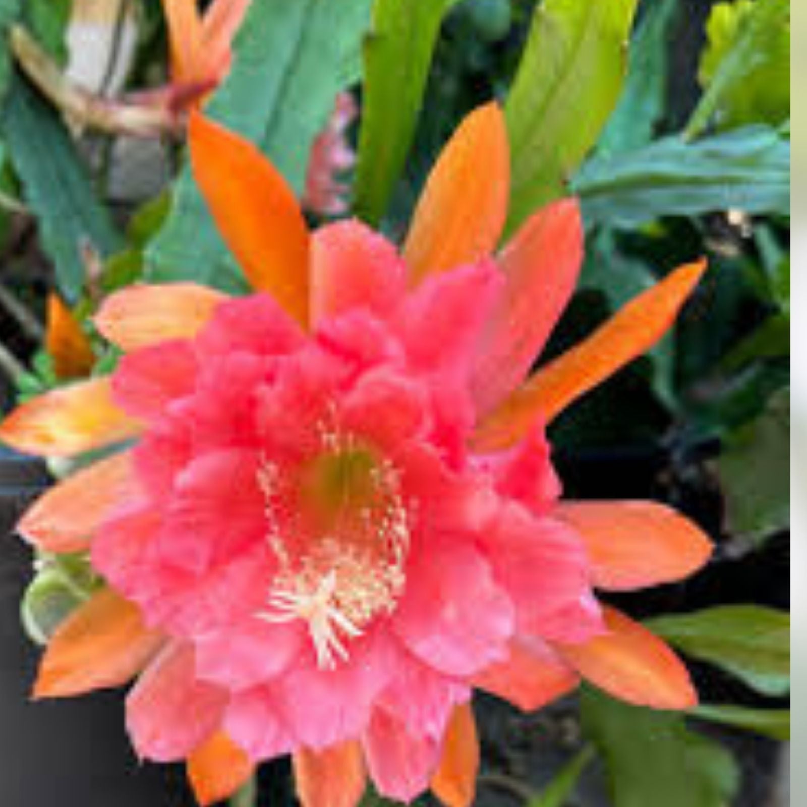 Epiphyllum American Sweetheart Cutting 8-10in Live Succulent Plant Unrooted Houseplant Starter