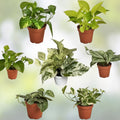 Rooted Plant Cuttings Set – 20 Pothos and Ferns – Indoor Houseplants – Easy Care Greenery – Live Plant Collection