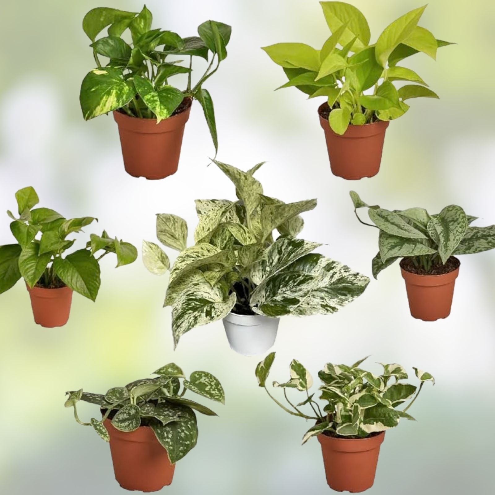 Rooted Plant Cuttings Set – 20 Pothos and Ferns – Indoor Houseplants – Easy Care Greenery – Live Plant Collection