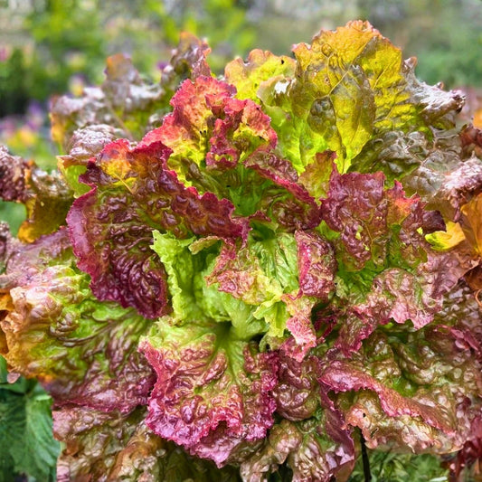 Heirloom Lettuce Seeds 500 Count Non-GMO Organic Leaf Lettuce Starter Plants for Home Garden, Prizehead Variety