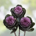 Condor Red Ornamental Kale Seeds, Organic Brassica oleracea, Live Plant Starter, USA Grown, Free Shipping