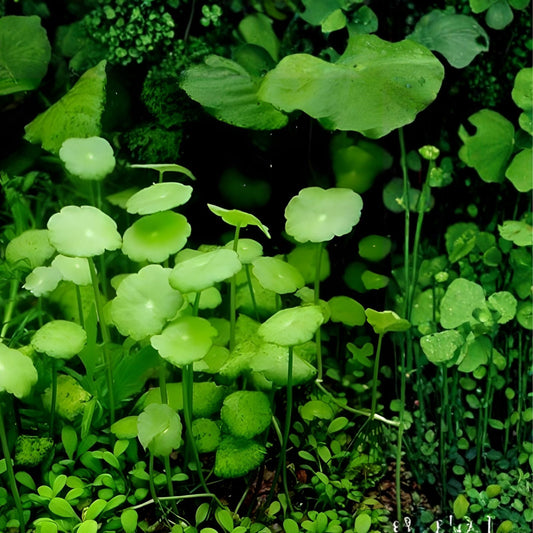 Whorled Pennywort Plant Hydrocotyle verticillata Live Water Garden Plant Aquatic Plant Rare Water Plant