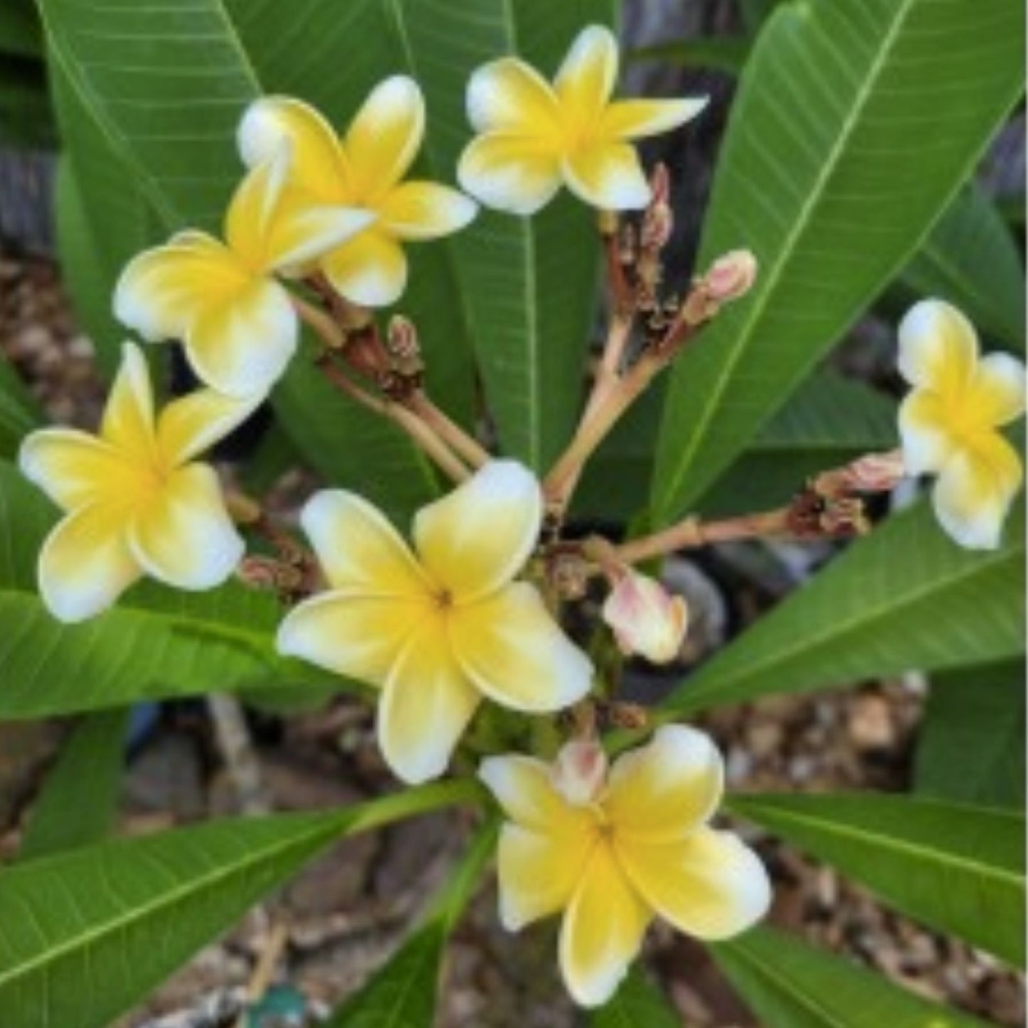 Plumeria Cutting Whirlwind Variety Live Plant Propagation Starter Houseplant - BloomHavenNursery