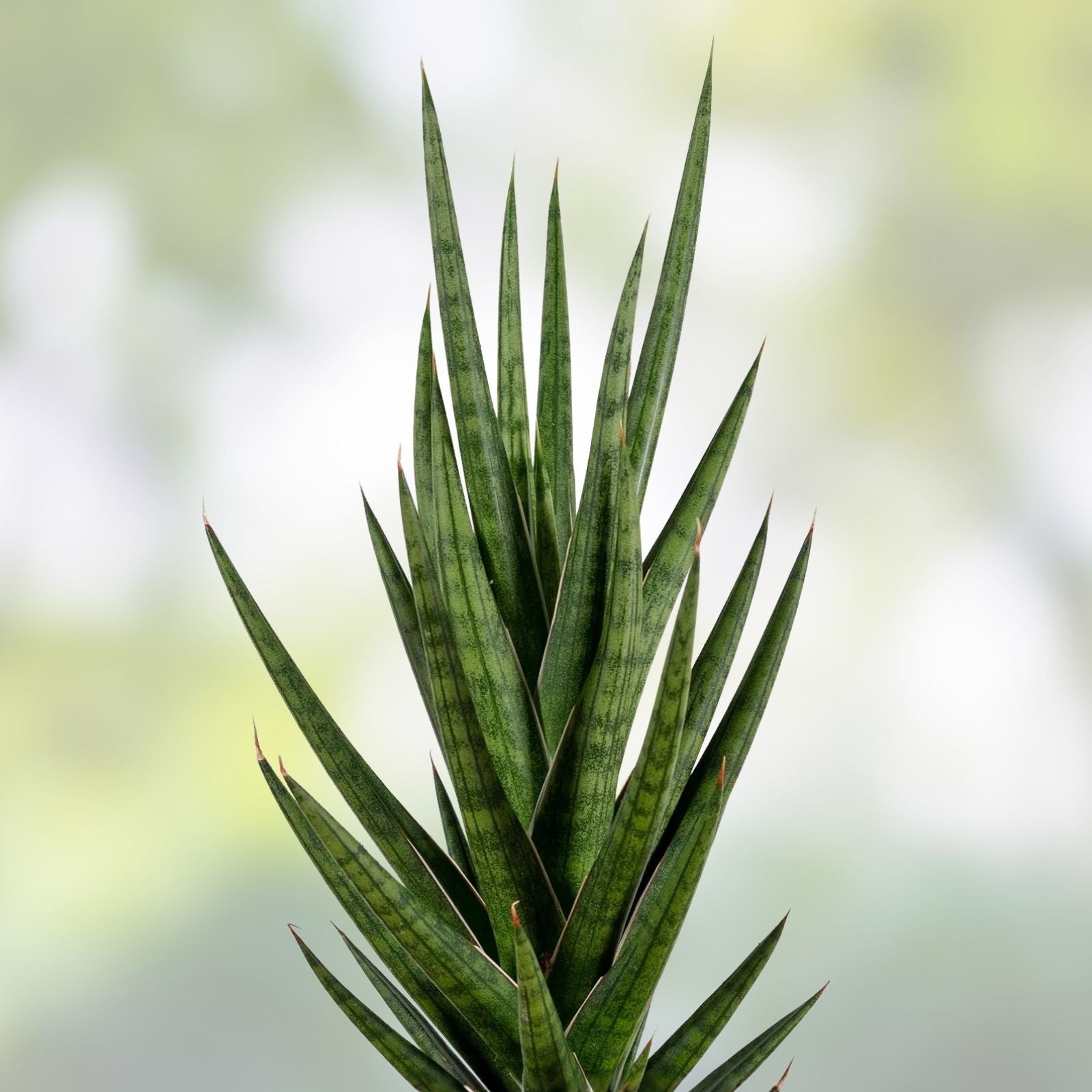 Sansevieria Francisii Cutting | Live Snake Plant Succulent | Indoor Houseplant | Easy Care Sansevieria trifasciata var. francisii