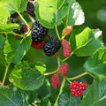 Pakistani Mulberry Tree Rooted Cutting Morus alba Live Fruit Plant for Gardening Landscaping