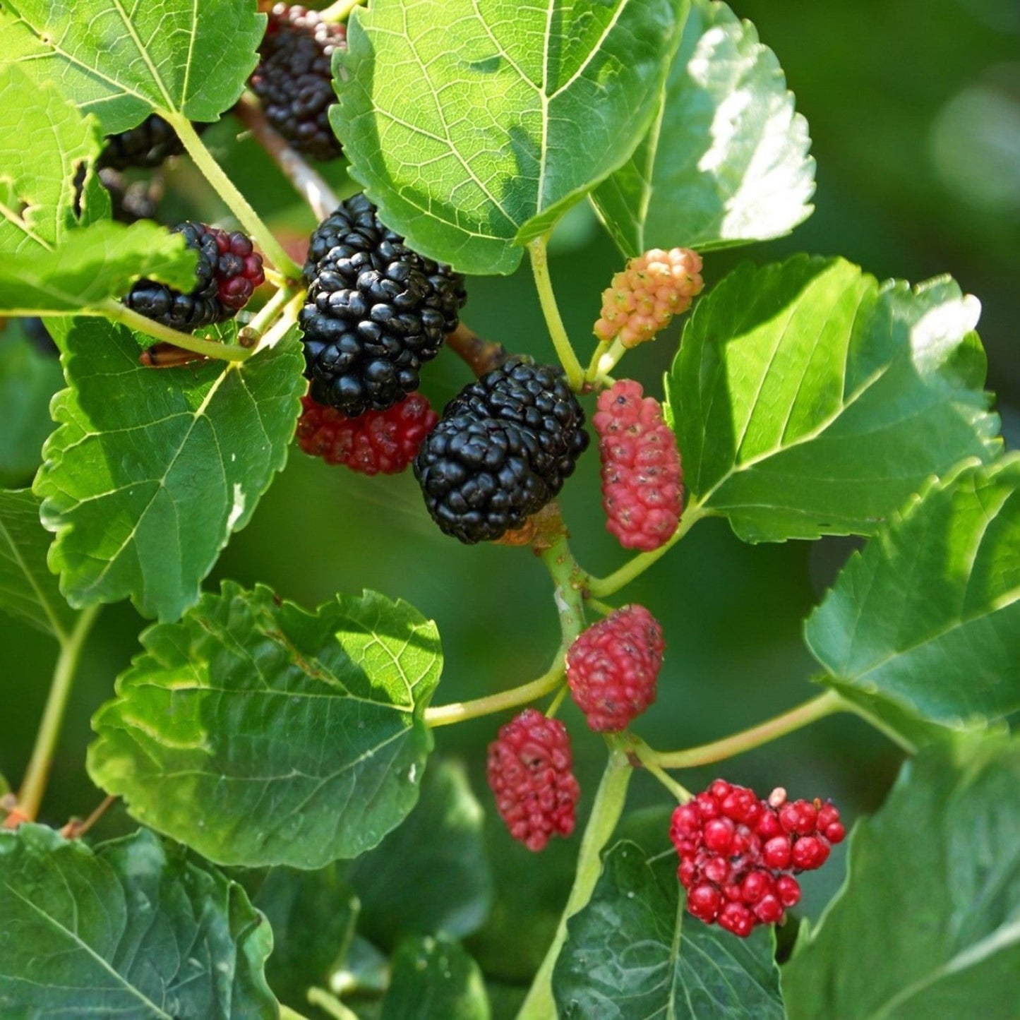 Pakistani Mulberry Tree Rooted Cutting Morus alba Live Fruit Plant for Gardening Landscaping