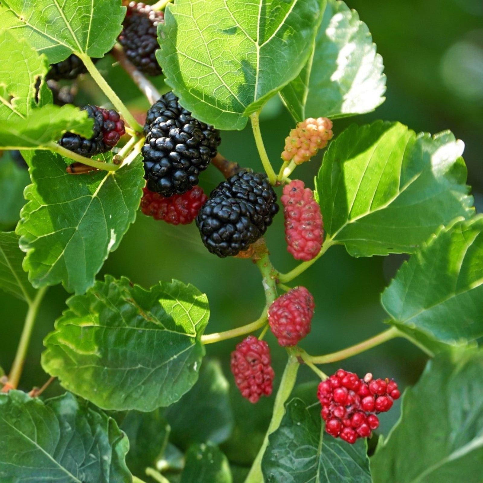 Pakistani Mulberry Tree Rooted Cutting Morus alba Live Fruit Plant for Gardening Landscaping