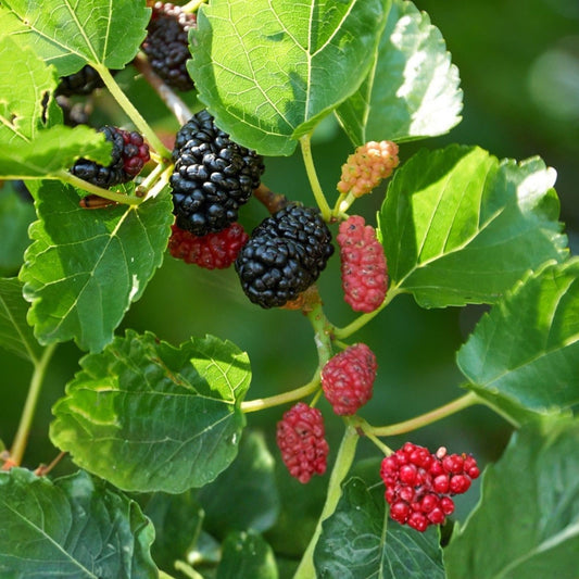 Pakistani Mulberry Tree Rooted Cutting Morus alba Live Fruit Plant for Gardening Landscaping