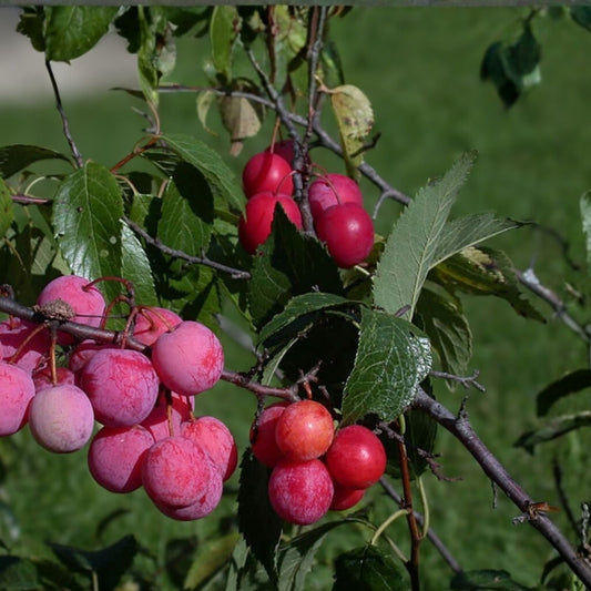 American Plum Bonsai Tree Seedling – 3-Year-Old Prunus americana for Indoor & Outdoor Cultivation