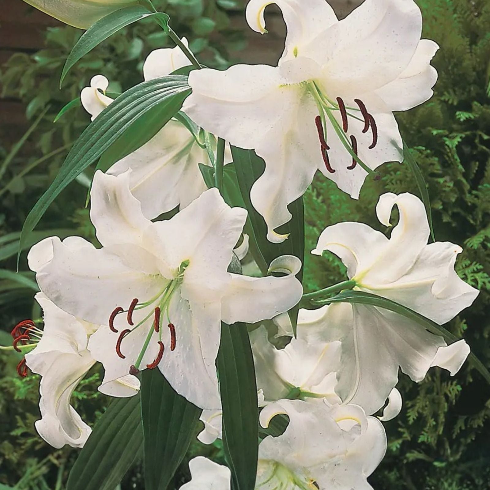 White Casa Blanca Oriental Lily Bulb 16-18cm Fragrant Garden Flower Bulb Live Plant or Cutting