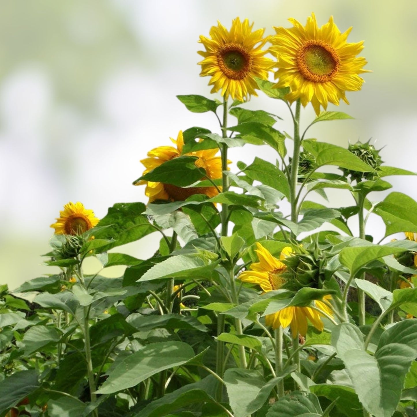 Mammoth Grey Stripe Sunflower Seeds Helianthus annuus Ornamental Flower Seeds for Gardening, Live Plant, Cutting, Starter Plant