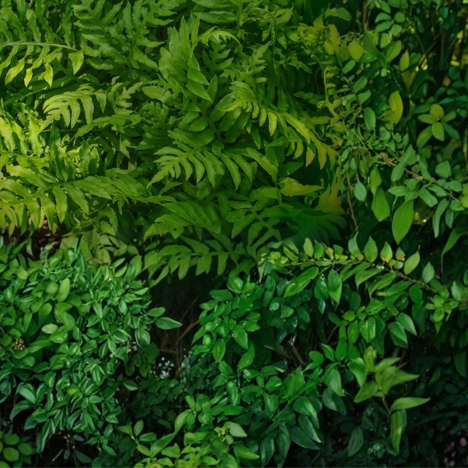 Netted Chain Fern Live Plant Bundle 5-Pack - Woodwardia areolata Shade Fern Indoor Garden Green Foliage