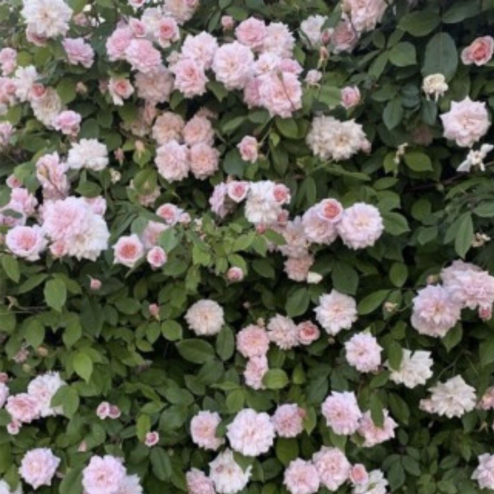 Cecile Brunner Rose Cuttings – 8 Premium Rosa 'Cecile Brunner' Antique Rose Propagation Plant Cuttings