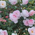 David Austin Scepter'd Isle Rose Cuttings – 5-8" Live Unrooted Stem for Gardening Propagation Houseplant