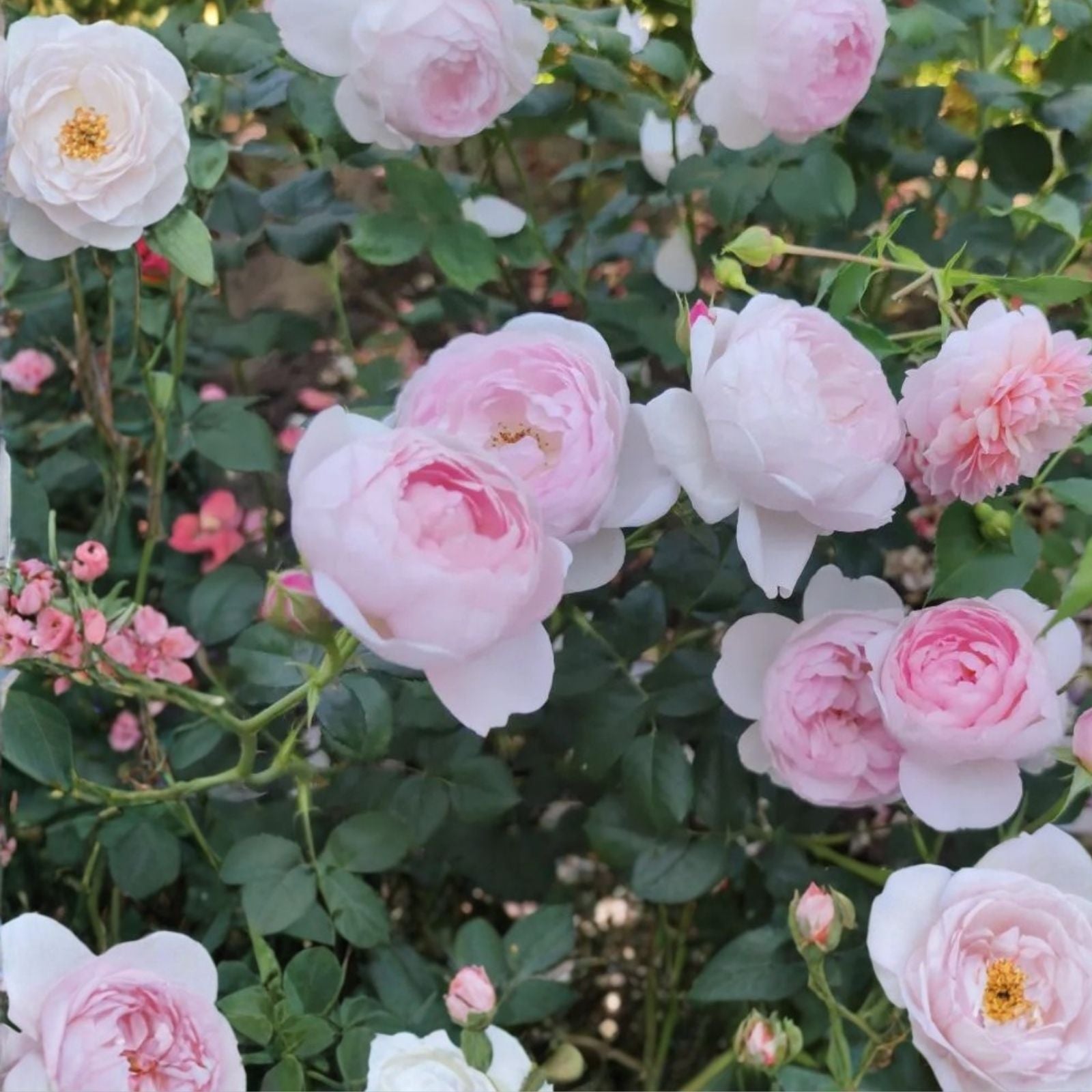 David Austin Scepter'd Isle Rose Cuttings – 5-8" Live Unrooted Stem for Gardening Propagation Houseplant