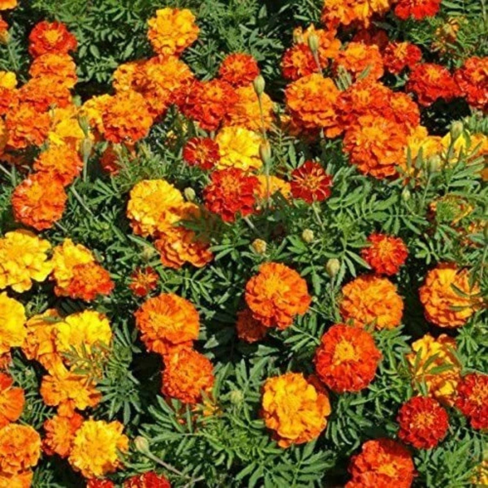 Long Headed Coneflower Seeds 100 Pack - Echinacea laevigata for Garden Planting and Cultivation