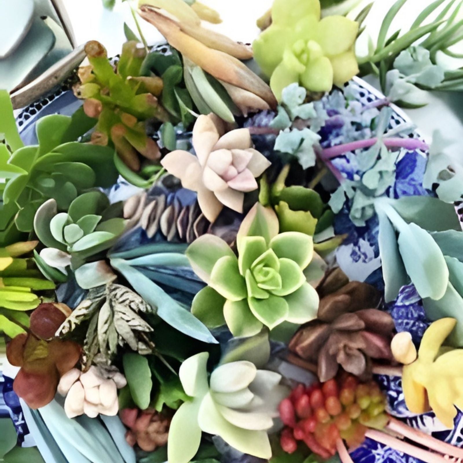 Rainbow Succulent Bundle 6 Live Succulents Assorted Varieties Houseplant Gift Cutting Plant