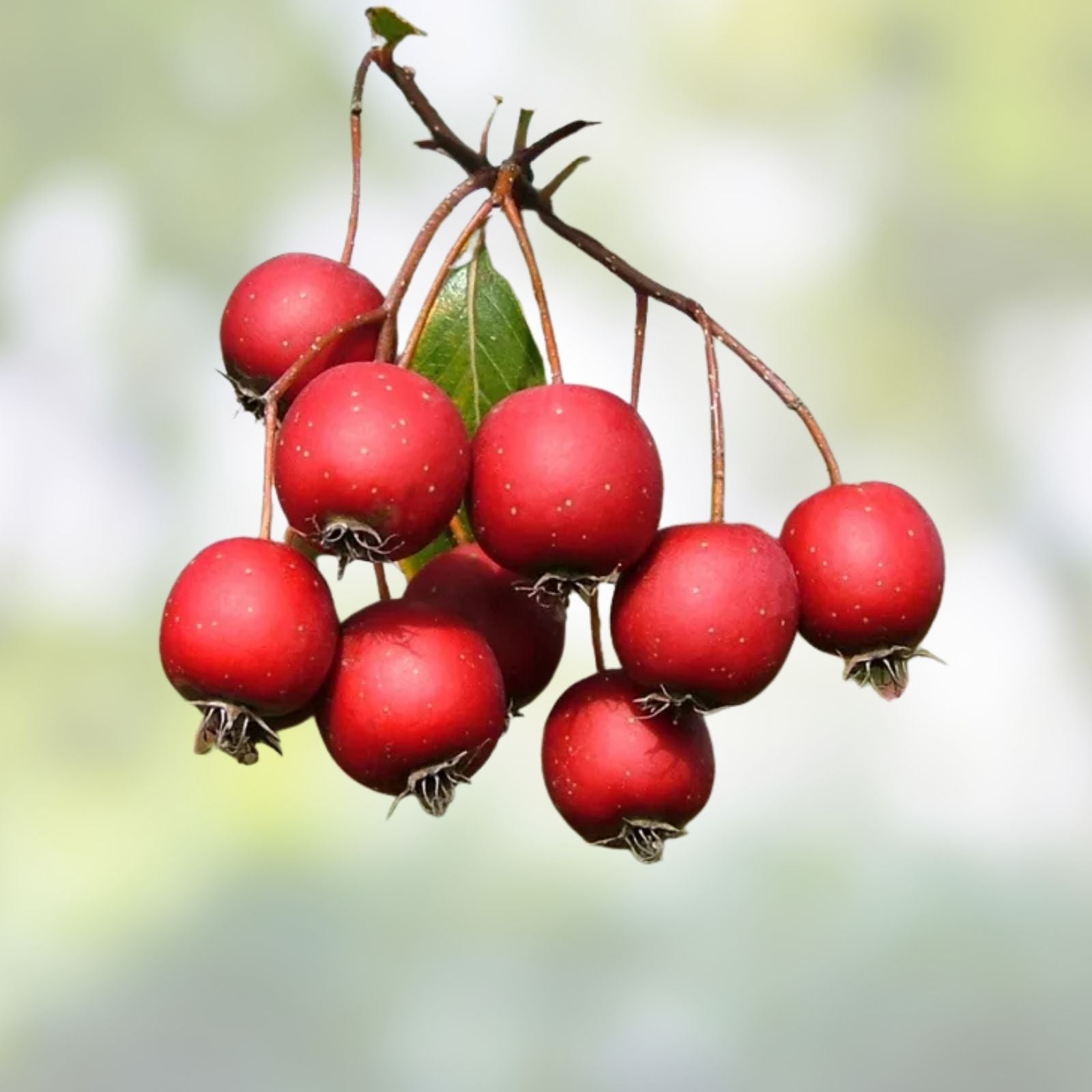 Washington Hawthorn Tree Live Plant Set of 2, Crataegus phaenopyrum, Bare Root, Hardy Zones 5-9