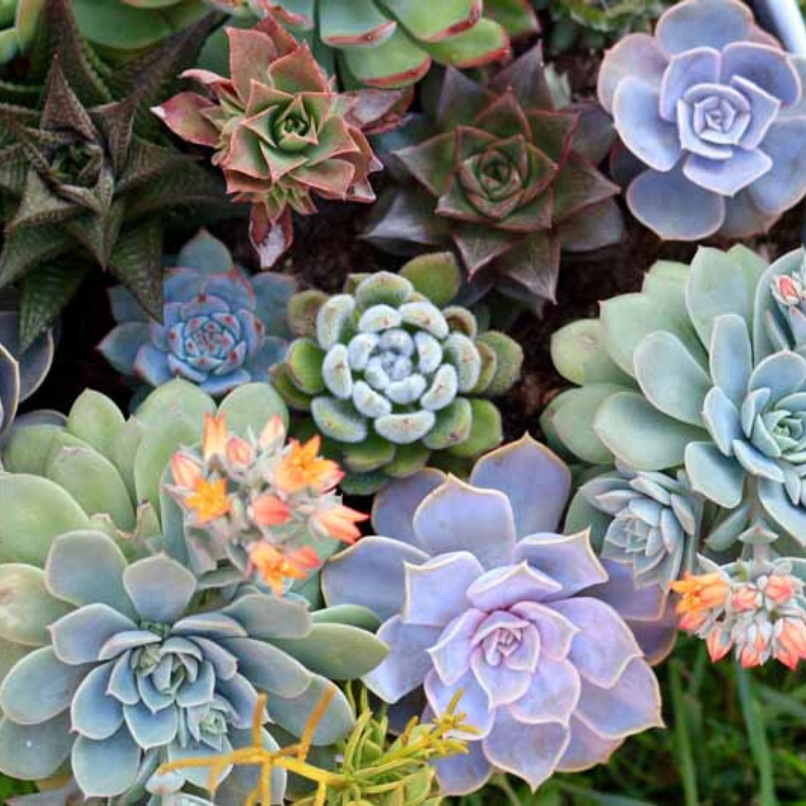 Succulent Cuttings 11 Pack Echeveria Sedum Crassula Aloe Live Plant Collection Starter Plants Houseplants