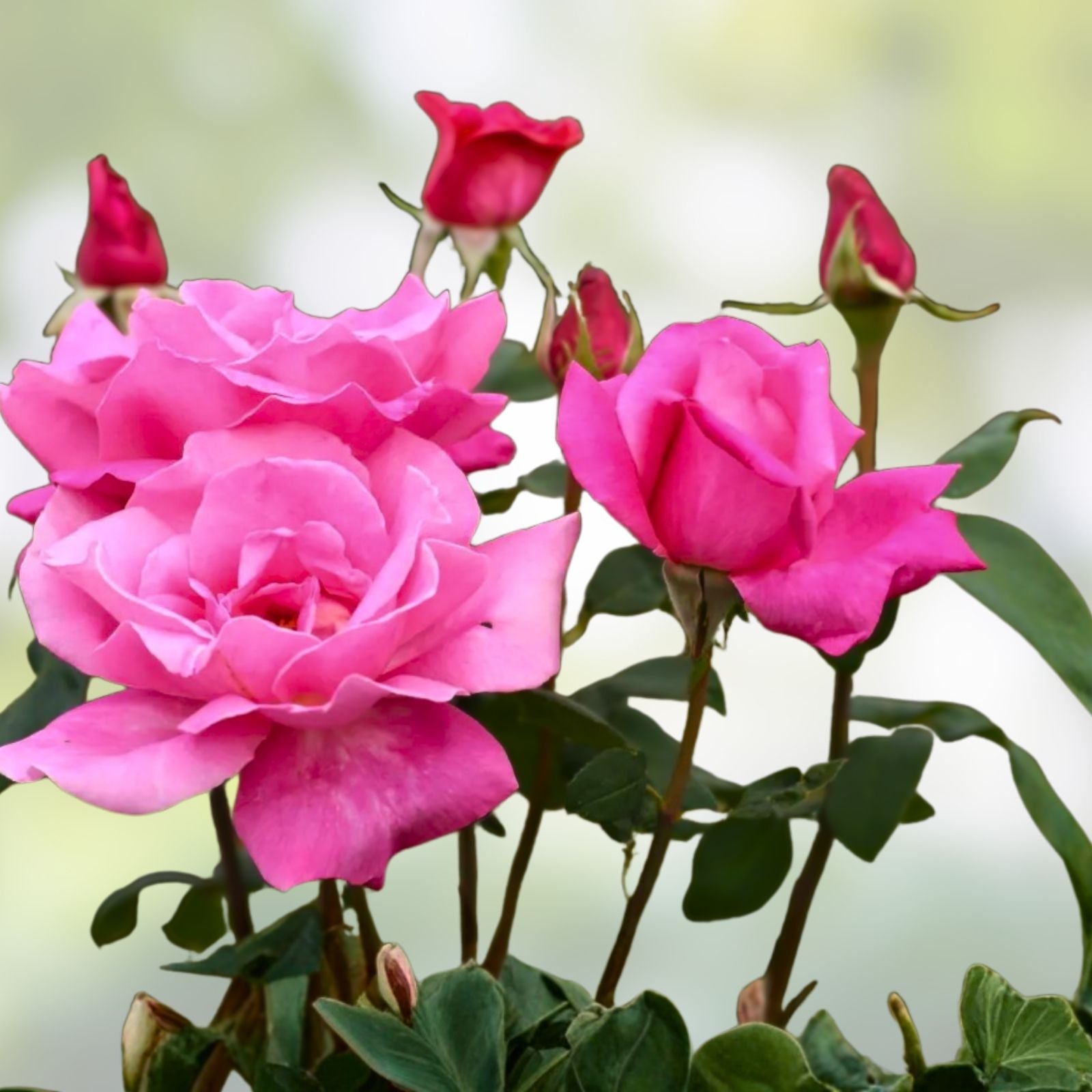 Pink Perfume Delight Rose Bush 1-2 ft Live Plant Fragrant AARS Winner Rosa Perfume Delight