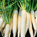 Gourd Seeds 10 Bushel Size Giant Round Gourds Lagenaria siceraria for Planting, Ornamental & Decorative Use