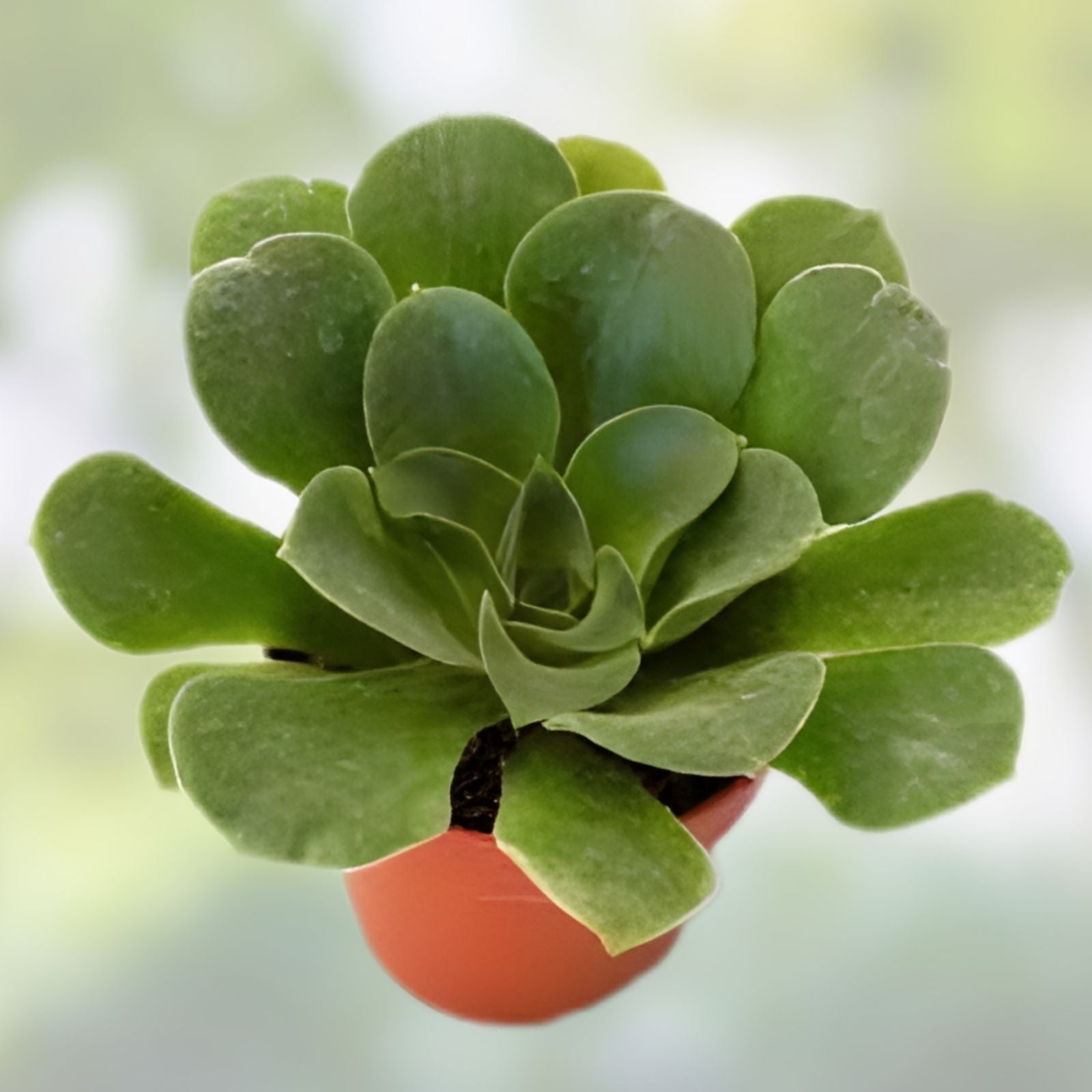 Aeonium Canariense Succulent Cutting 5-6" Live Houseplant Drought-Tolerant Indoor Gardening