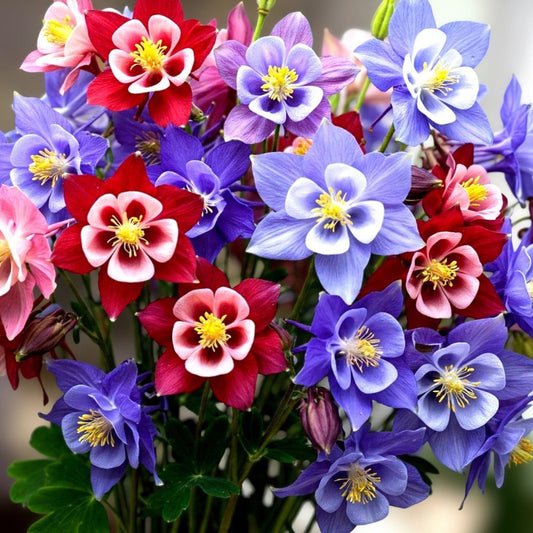 Multicolor Columbine Seeds 100 Pack - Non-GMO Aquilegia caerulea Glass McKana Hybrid Flower Seeds
