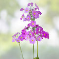 Primula Mala Seeds 100 Count Pink Flowering Plant Seeds for Garden Landscape Live Plant Cutting