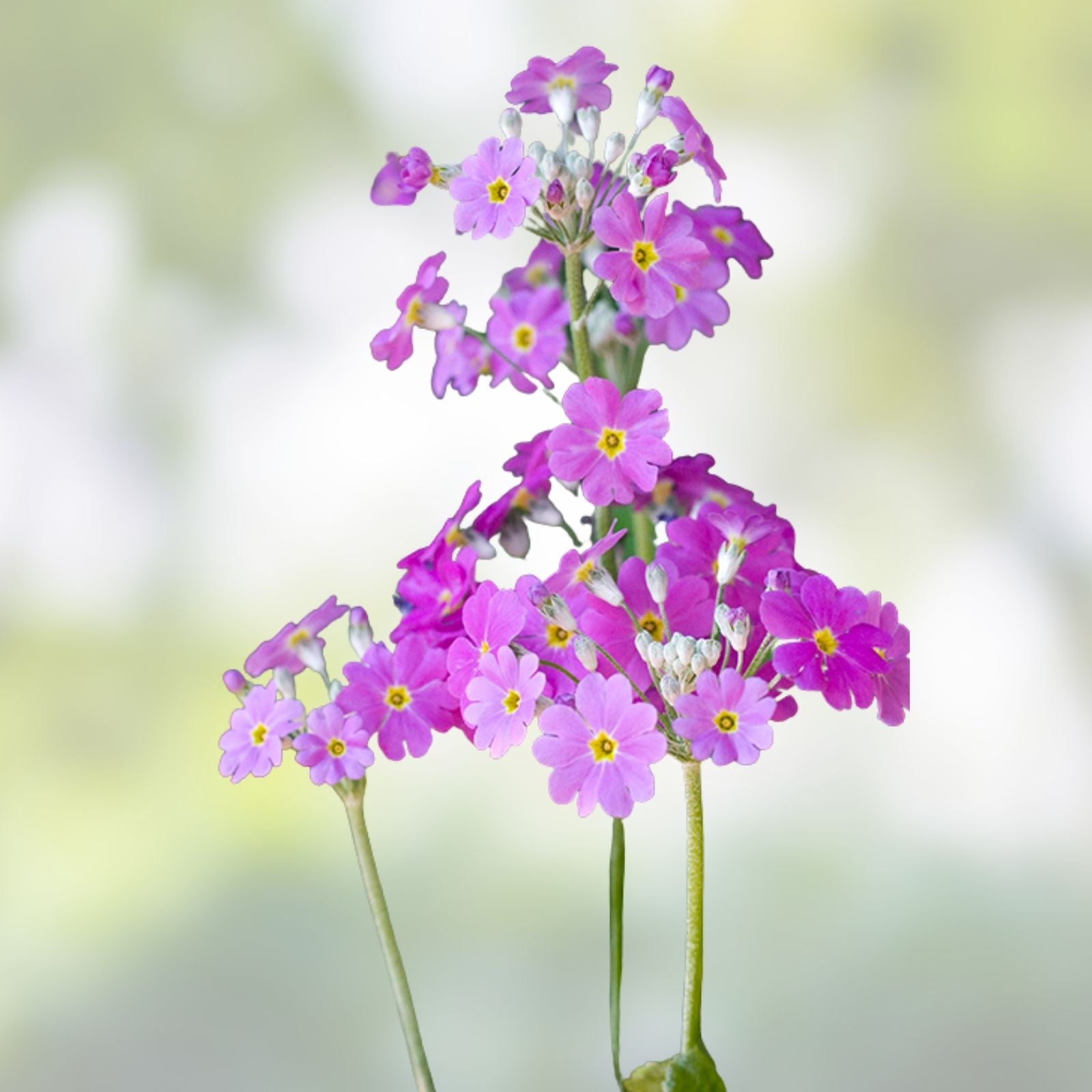 Primula Mala Seeds 100 Count Pink Flowering Plant Seeds for Garden Landscape Live Plant Cutting