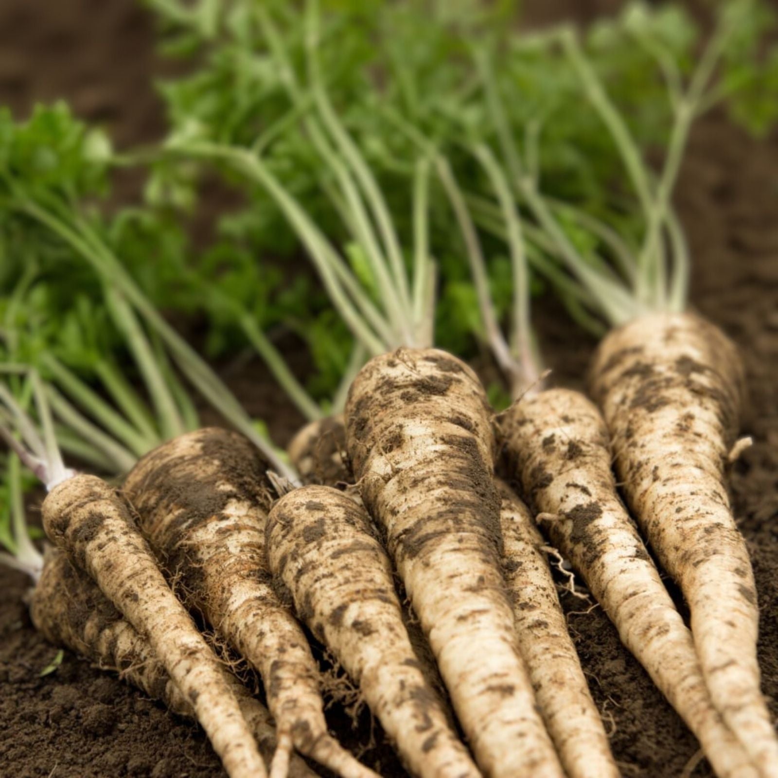 Organic Hamburg Root Parsley Seeds 500 Pack, Petroselinum crispum, USA Grown, Herb, Vegetable, Live Plant, Starter Plant, Free Shipping