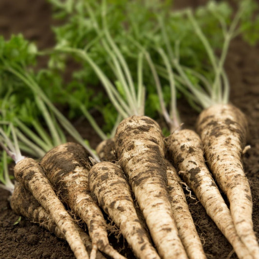 Organic Hamburg Root Parsley Seeds 500 Pack, Petroselinum crispum, USA Grown, Herb, Vegetable, Live Plant, Starter Plant, Free Shipping