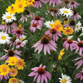 Purple Wildflower Seed Mix 200 Seeds Organic Pollinator Garden Blooms USA Grown Live Plant or Seed